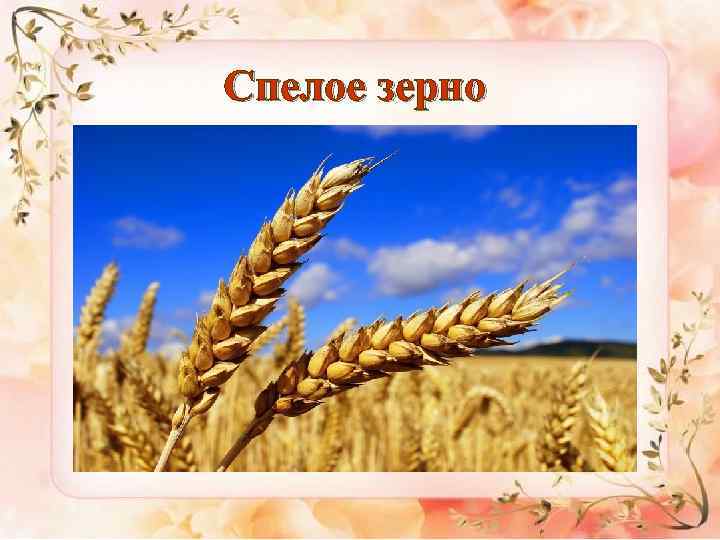 Спелое зерно 