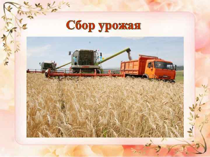 Сбор урожая 