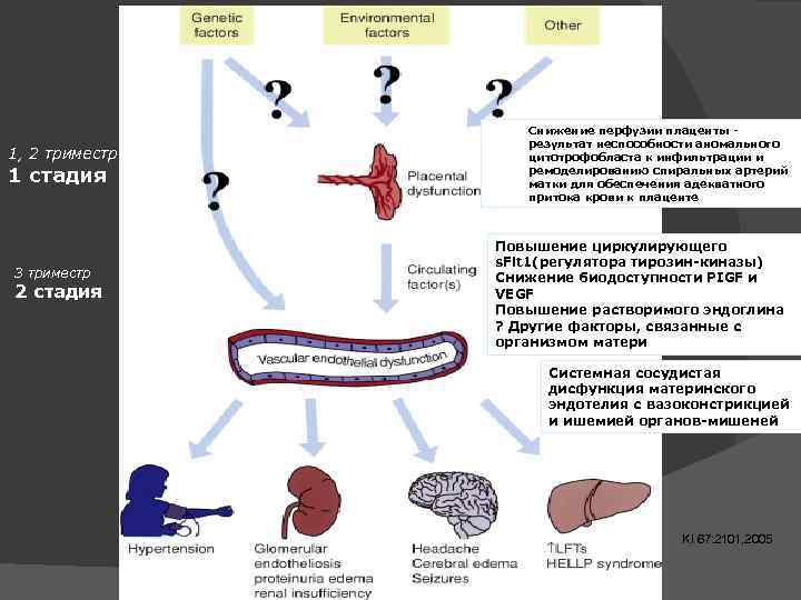 1, 2 триместр 1 стадия 3 триместр 2 стадия Снижение перфузии плаценты результат неспособности