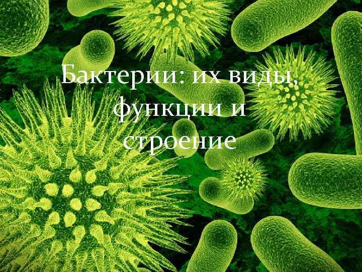 Бактерии: их виды, функции и строение 
