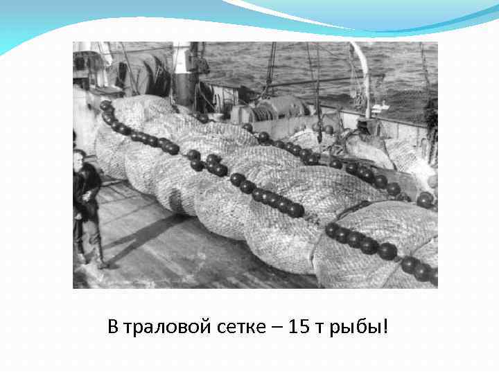 В траловой сетке – 15 т рыбы! 