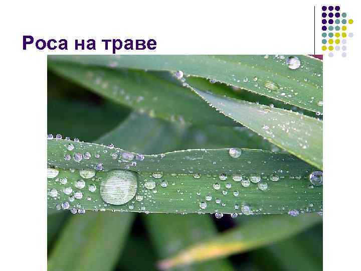 Роса на траве 