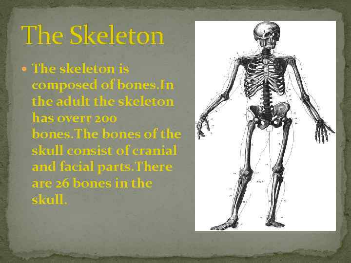 The Skeleton The skeleton is composed of bones. In the adult the skeleton has