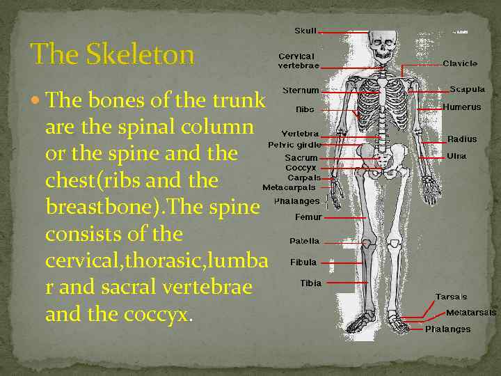 The Skeleton The bones of the trunk are the spinal column or the spine