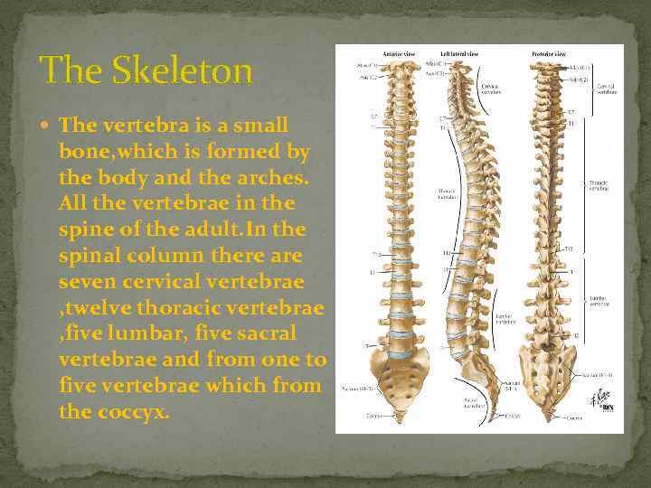 The Skeleton The vertebra is a small bone, which is formed by the body
