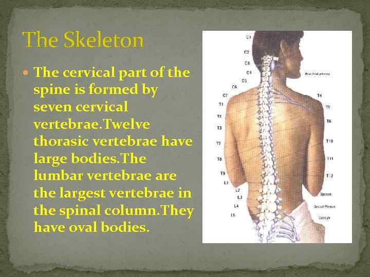 The Skeleton The cervical part of the spine is formed by seven cervical vertebrae.