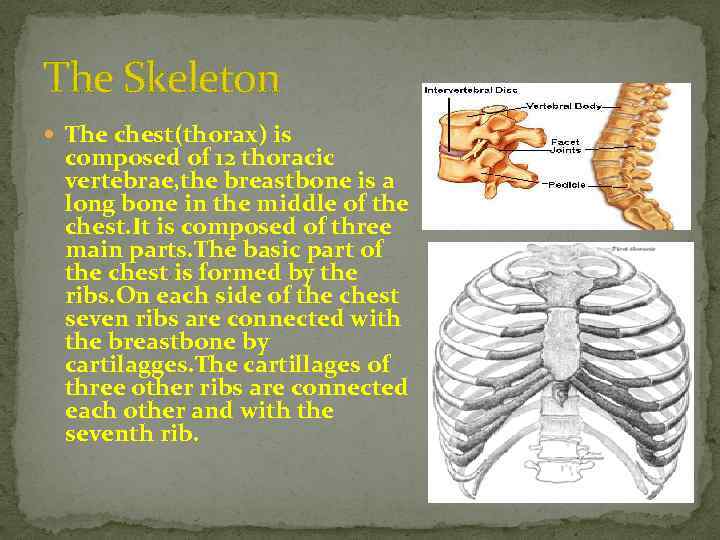 The Skeleton The chest(thorax) is composed of 12 thoracic vertebrae, the breastbone is a