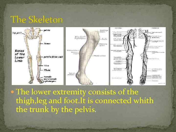 The Skeleton The lower extremity consists of the thigh, leg and foot. It is