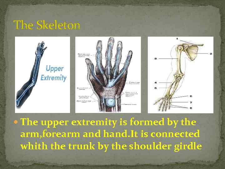 The Skeleton The upper extremity is formed by the arm, forearm and hand. It