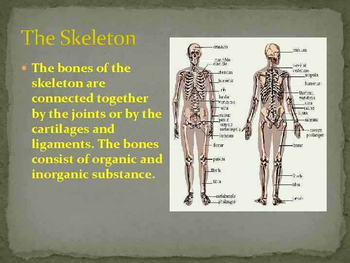 The Skeleton The bones of the skeleton are connected together by the joints or