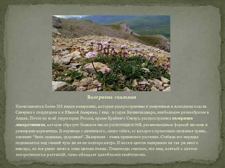 Валериана скальная Насчитывается более 200 видов валерианы, которые распространены в умеренных и холодном поясах