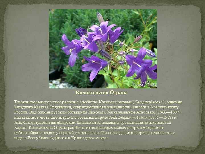 Колокольчик Отрана Травянистое многолетнее растение семейства Колокольчиковые (Campanulaceae ), эндемик Западного Кавказа. Редкий вид,