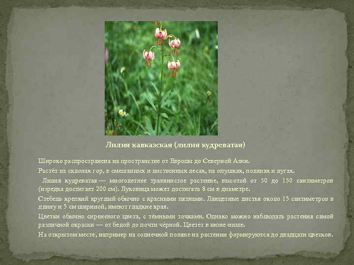 Лилия кавказская (лилия кудреватая) Широко распространена на пространстве от Европы до Северной Азии. Растёт