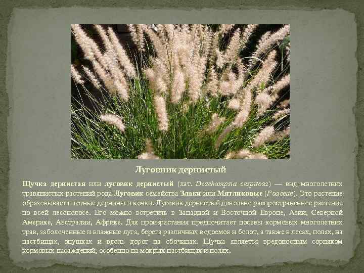 Луговник дернистый Щучка дернистая или луговик дернистый (лат. Deschampsia cespitosa) — вид многолетних травянистых