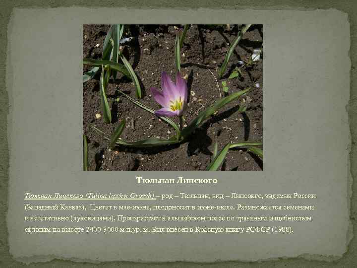Тюльпан Липского (Tulipa lipskyi Grossh) – род – Тюльпан, вид – Липсокго, эндемик России
