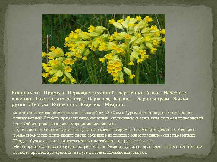 Primula veris - Примула - Первоцвет весенний - Баранчики - Ушки - Небесные ключики