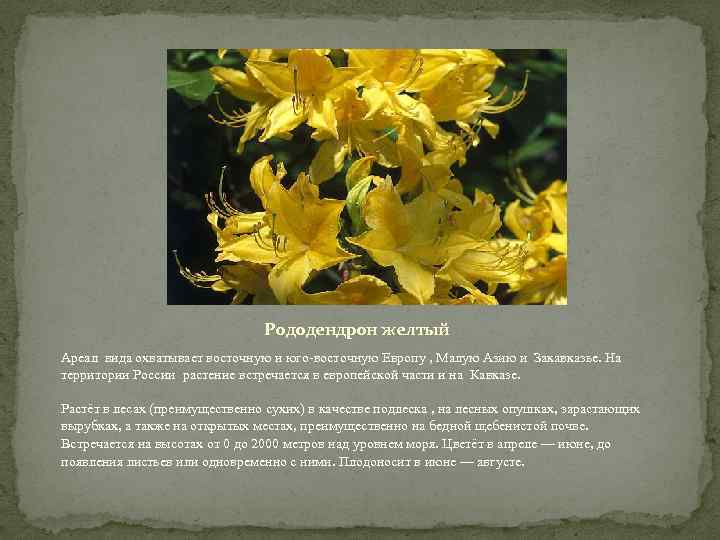 Рододендрон желтый Ареал вида охватывает восточную и юго-восточную Европу , Малую Азию и Закавказье.