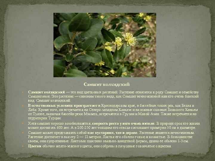 Самшит колхидский Самшит колхидский — это вид цветковых растений. Растение относится к роду Самшит