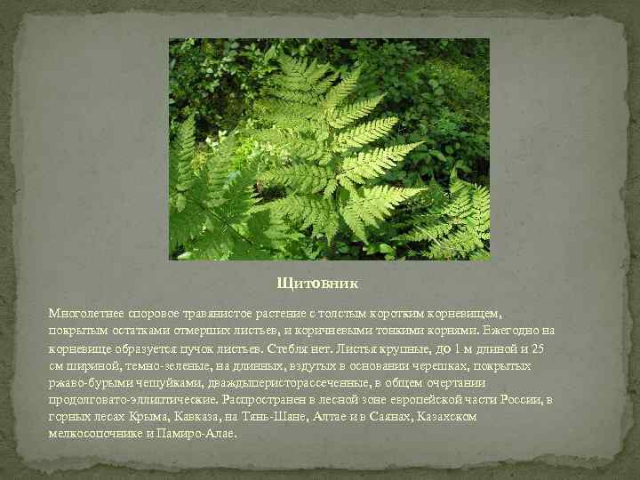 Щитовник Многолетнее споровое травянистое растение с толстым коротким корневищем, покрытым остатками отмерших листьев, и