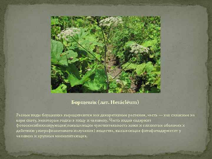 Борщеви к (лат. Herácléum) Разные виды борщевика выращиваются как декоративные растения, часть — как