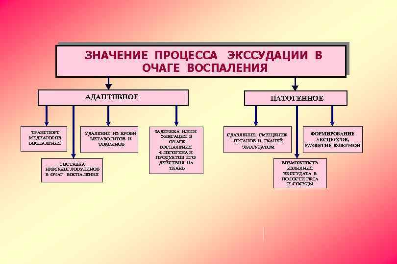ЗНАЧЕНИЕ ПРОЦЕССА ЭКССУДАЦИИ В ОЧАГЕ ВОСПАЛЕНИЯ АДАПТИВНОЕ ТРАНСПОРТ МЕДИАТОРОВ ВОСПАЛЕНИЯ УДАЛЕНИЕ ИЗ КРОВИ МЕТАБОЛИТОВ