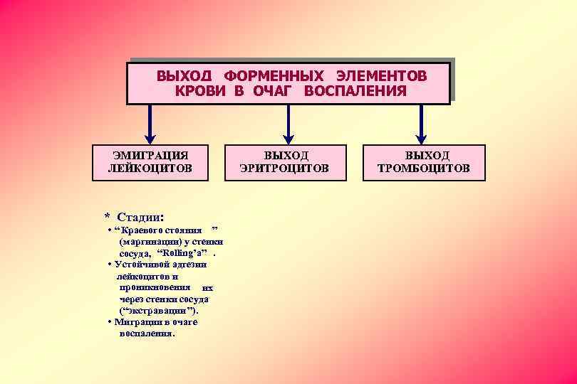 ВЫХОД ФОРМЕННЫХ ЭЛЕМЕНТОВ КРОВИ В ОЧАГ ВОСПАЛЕНИЯ ЭМИГРАЦИЯ ЛЕЙКОЦИТОВ * Стадии: • “ Краевого