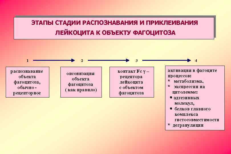 ЭТАПЫ СТАДИИ РАСПОЗНАВАНИЯ И ПРИКЛЕИВАНИЯ ЛЕЙКОЦИТА К ОБЪЕКТУ ФАГОЦИТОЗА 1 распознавание объекта фагоцитоза, обычно