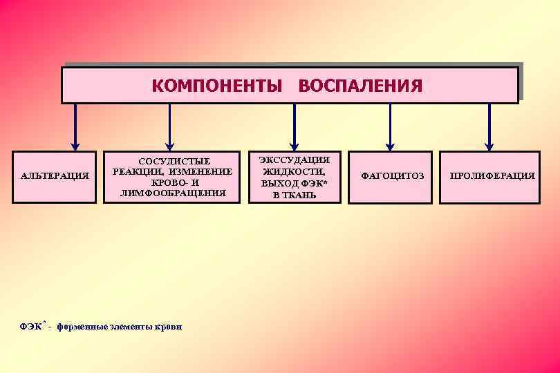 КОМПОНЕНТЫ ВОСПАЛЕНИЯ АЛЬТЕРАЦИЯ * СОСУДИСТЫЕ РЕАКЦИИ, ИЗМЕНЕНИЕ КРОВО- И ЛИМФООБРАЩЕНИЯ ФЭК - форменные элементы