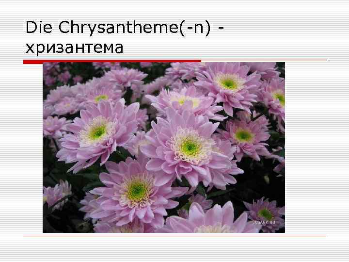 Die Chrysantheme(-n) хризантема 