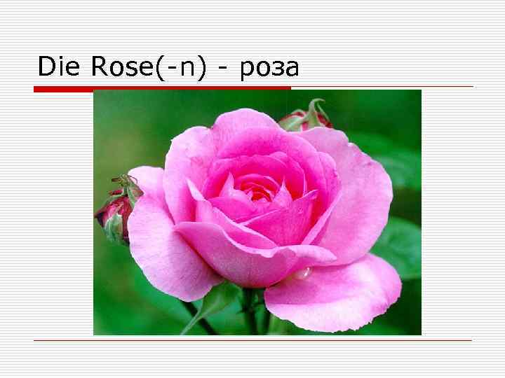 Die Rose(-n) - роза 