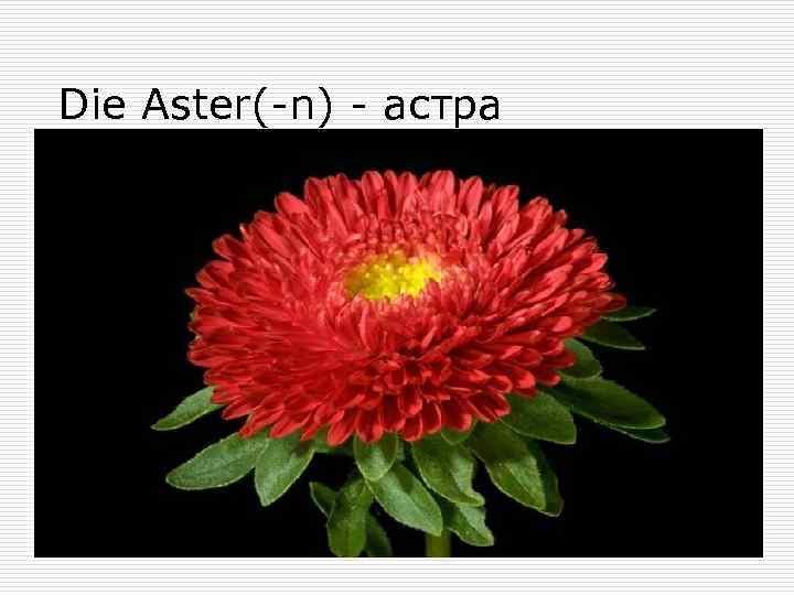 Die Aster(-n) - астра 
