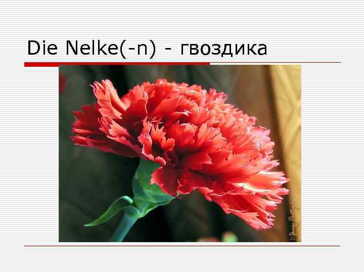 Die Nelke(-n) - гвоздика 