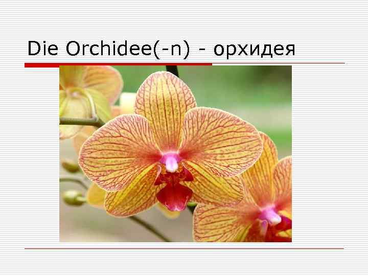 Die Orchidee(-n) - орхидея 