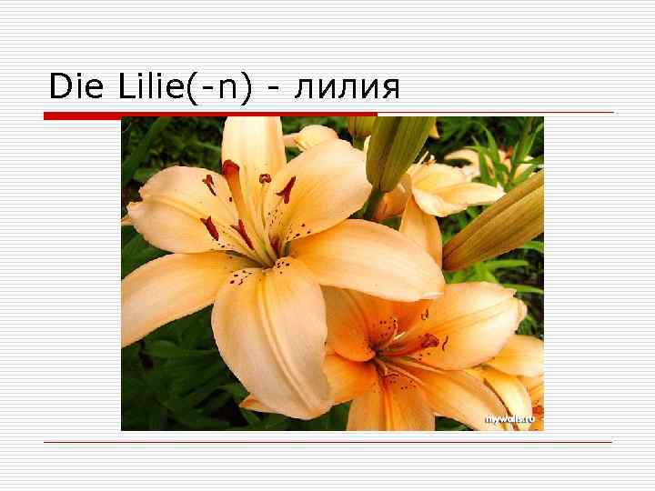 Die Lilie(-n) - лилия 