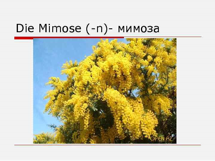 Die Mimose (-n)- мимоза 