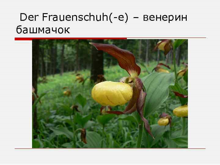 Der Frauenschuh(-e) – венерин башмачок 