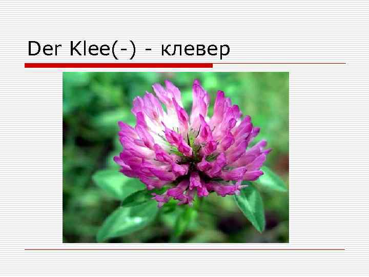 Der Klee(-) - клевер 