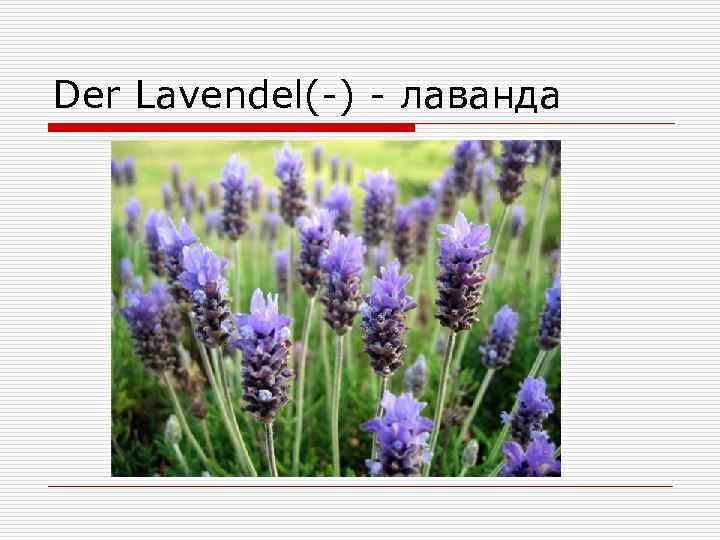 Der Lavendel(-) - лаванда 