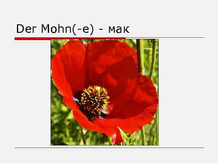 Der Mohn(-e) - мак 