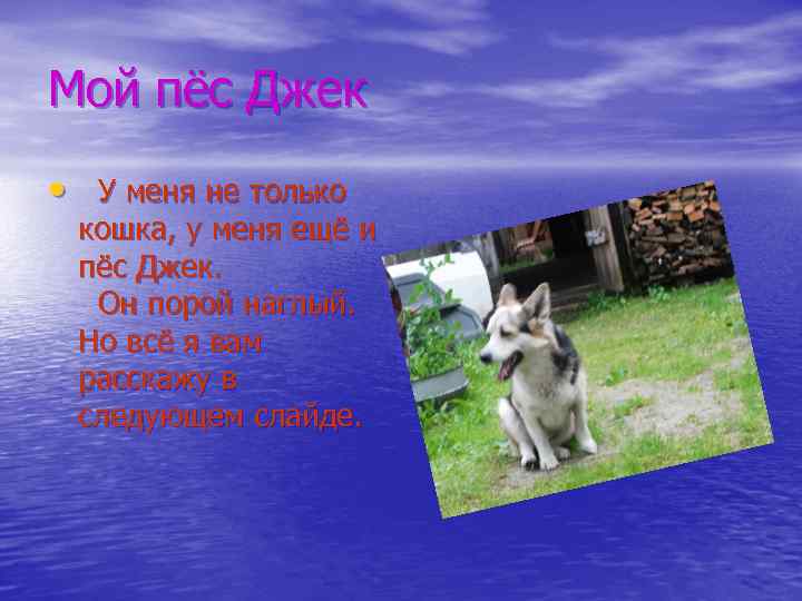 Мой пёс Джек • У меня не только кошка, у меня ещё и пёс