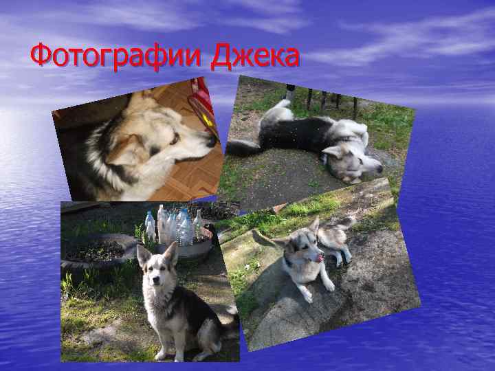 Фотографии Джека 