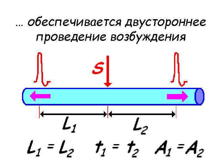 … обеспечивается двустороннее проведение возбуждения 