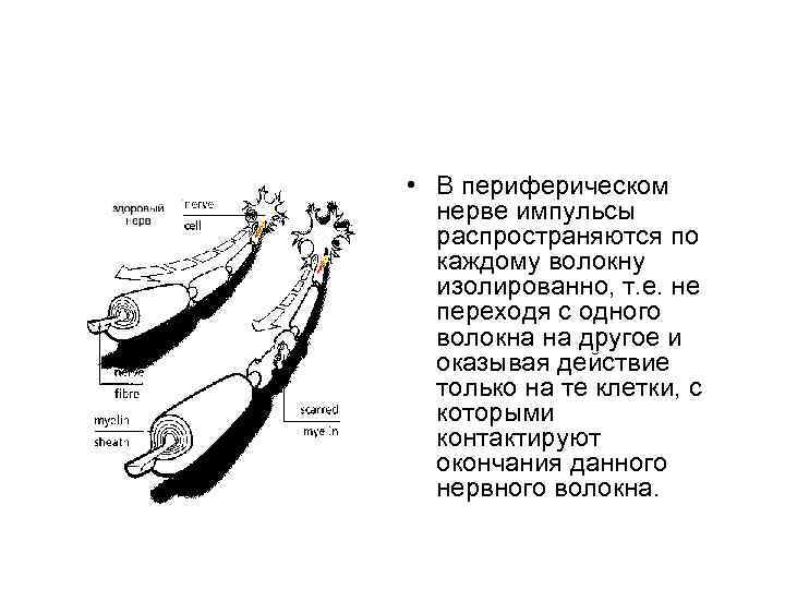  • В периферическом нерве импульсы распространяются по каждому волокну изолированно, т. е. не