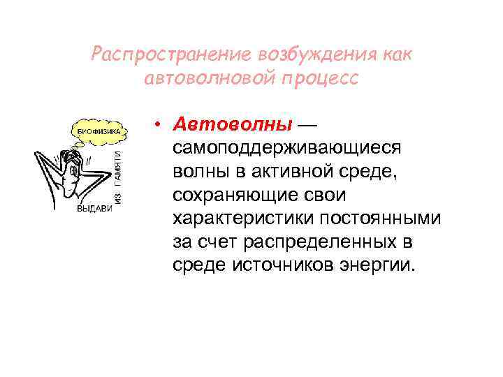 Распространение возбуждения как автоволновой процесс • Автоволны — самоподдерживающиеся волны в активной среде, сохраняющие