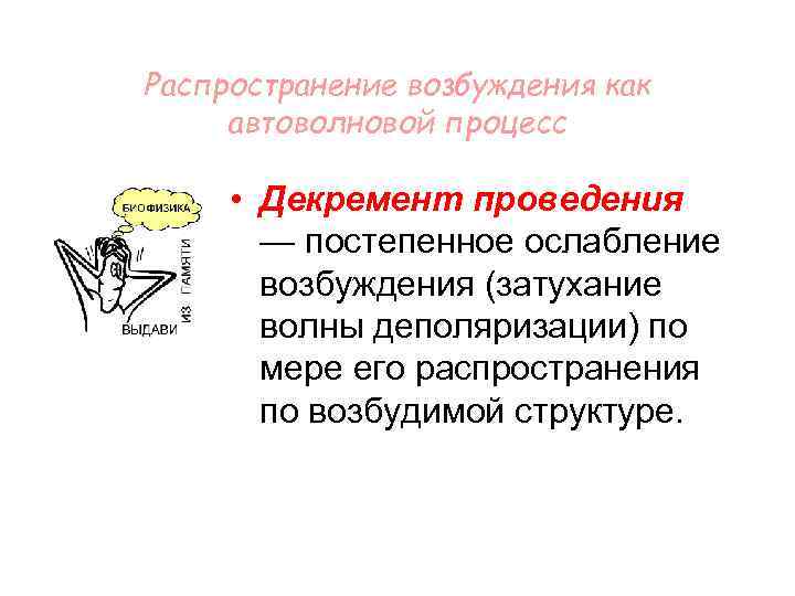 Распространение возбуждения как автоволновой процесс • Декремент проведения — постепенное ослабление возбуждения (затухание волны