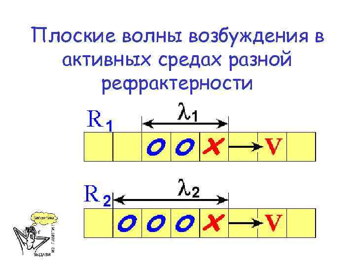 Плоские волны возбуждения в активных средах разной рефрактерности 