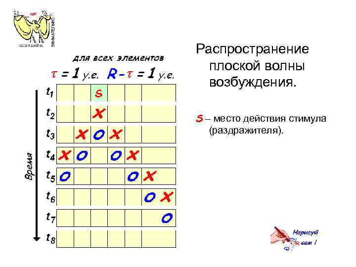 Распространение плоской волны возбуждения. S – место действия стимула (раздражителя). 