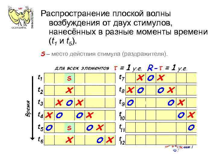 Распространение плоской волны возбуждения от двух стимулов, нанесённых в разные моменты времени (t 1