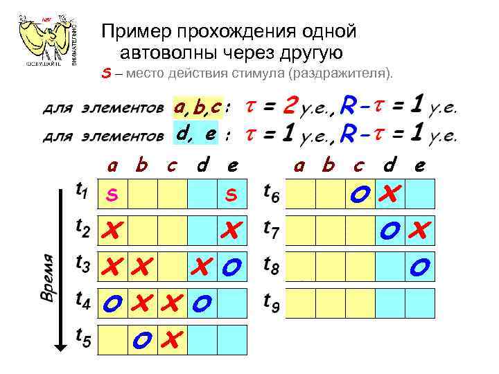 Пример прохождения одной автоволны через другую S – место действия стимула (раздражителя). 