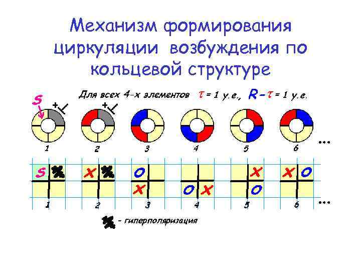 Механизм формирования циркуляции возбуждения по кольцевой структуре 